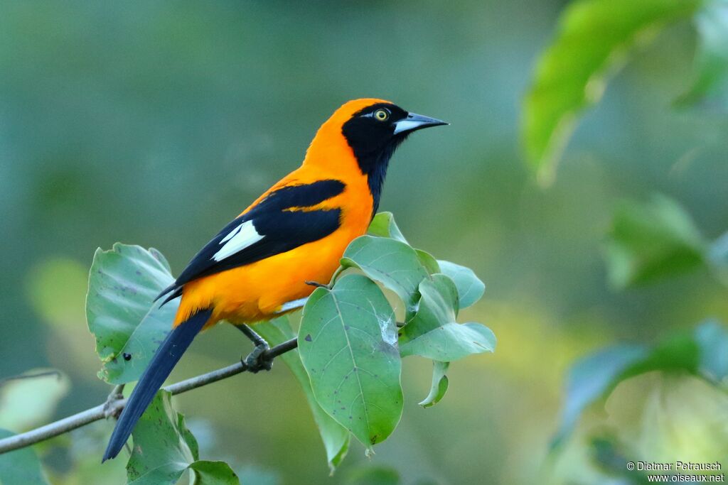 Oriole à dos orangeadulte