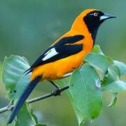 Orange-backed Troupial