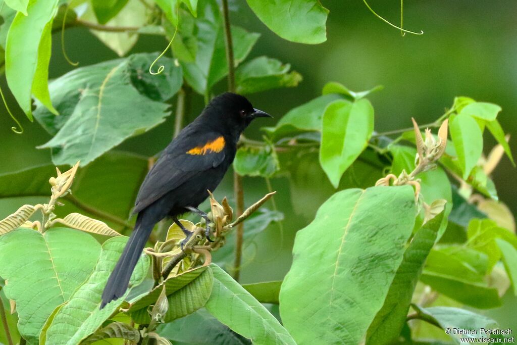 Oriole à galonsadulte