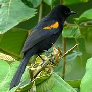 Variable Oriole