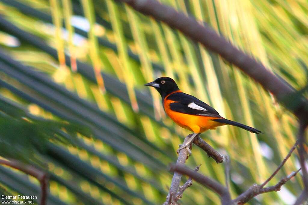 Oriole des camposadulte, identification