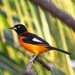 Oriole des campos