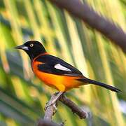 Oriole des campos