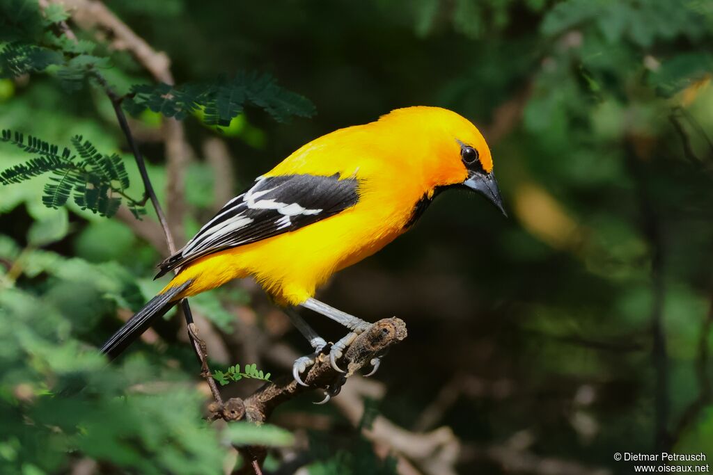 Oriole jaune