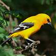 Oriole jaune
