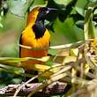 Oriole noir et or