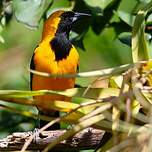 Oriole noir et or