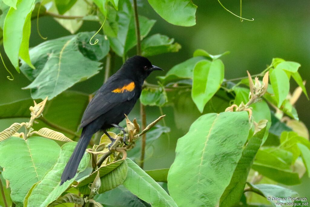 Oriole variable