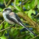 Orite à longue queue