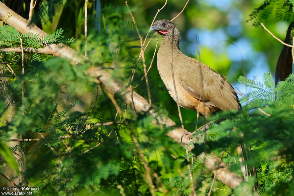 Ortalide à ventre roux
