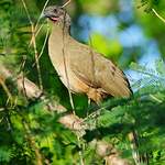 Ortalide à ventre roux