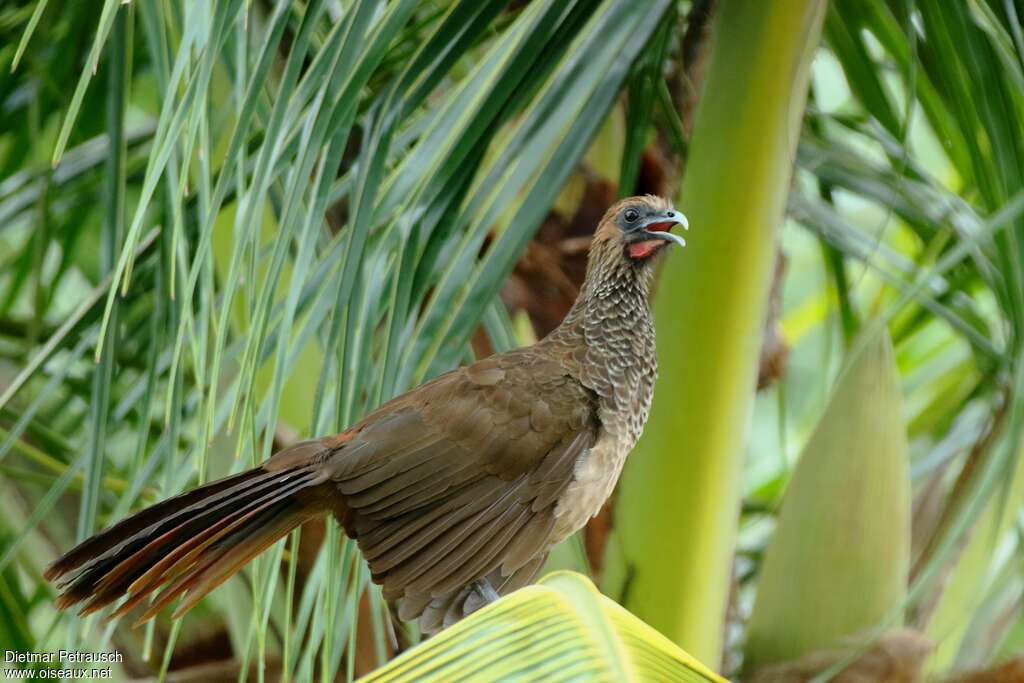 East Brazilian Chachalaca