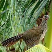 East Brazilian Chachalaca