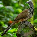 Ortalide de Colombie