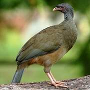 Chaco Chachalaca