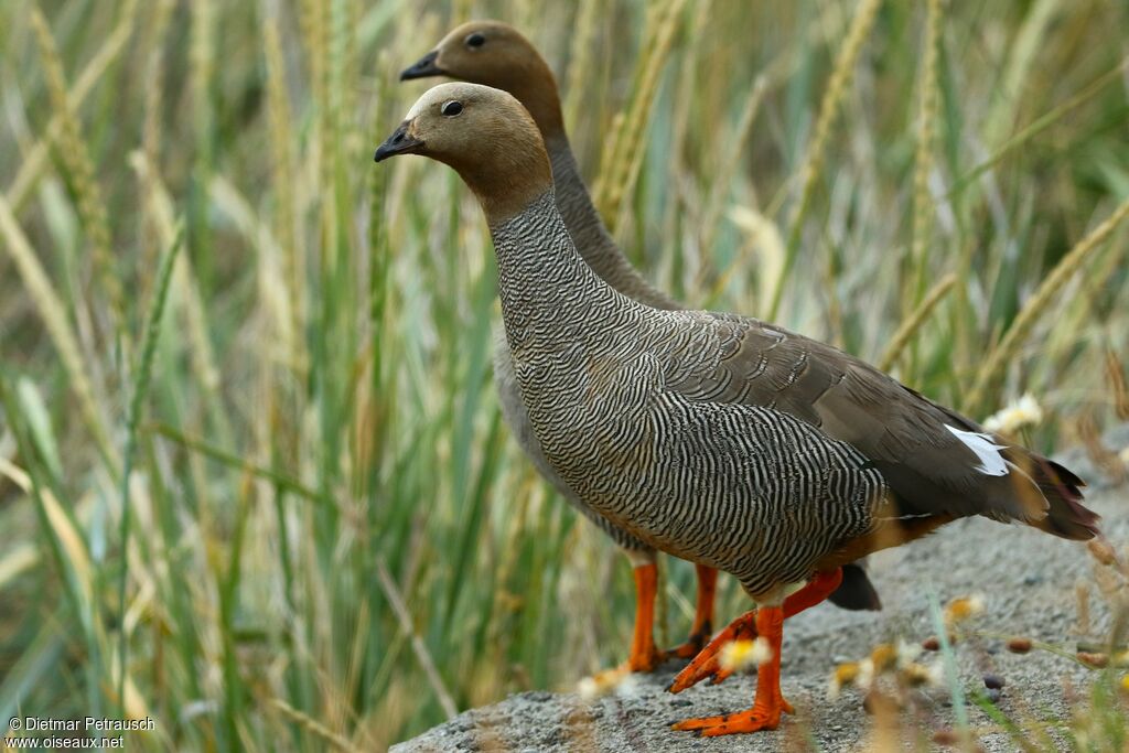 Ruddy-headed Gooseadult