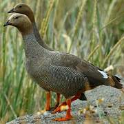 Ruddy-headed Goose