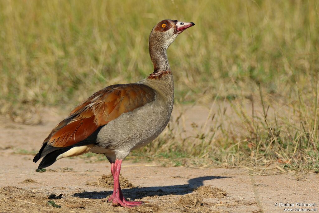 Egyptian Gooseadult