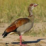 Egyptian Goose