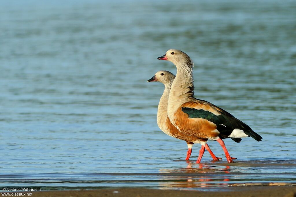 Orinoco Gooseadult