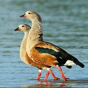 Orinoco Goose