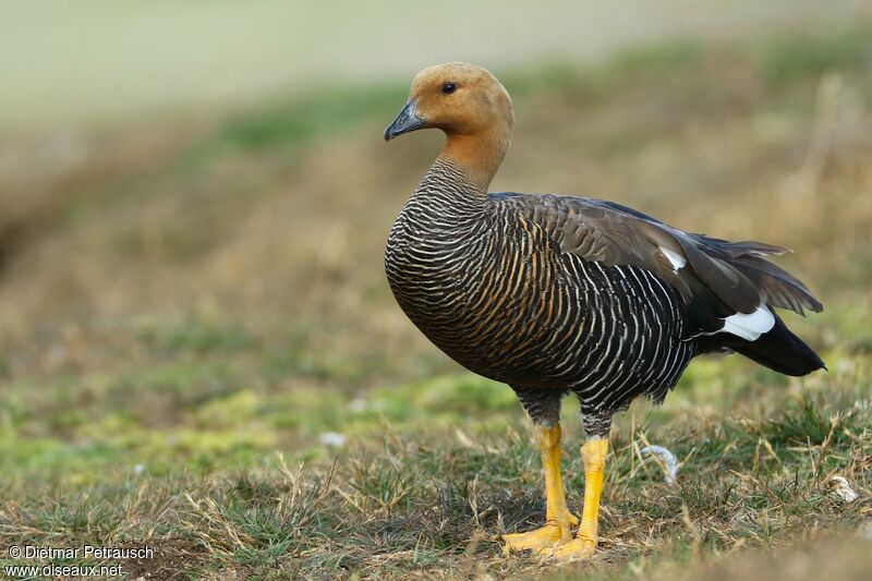 Upland Goose female adult