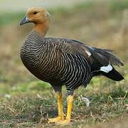 Upland Goose