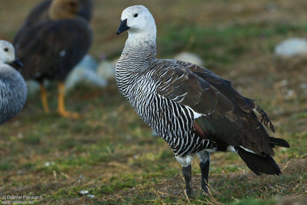 Upland Goose male adult