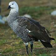 Upland Goose