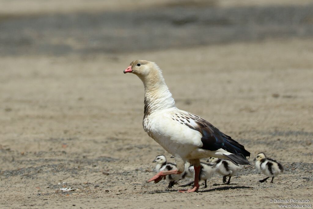 Andean Goose