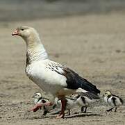 Andean Goose