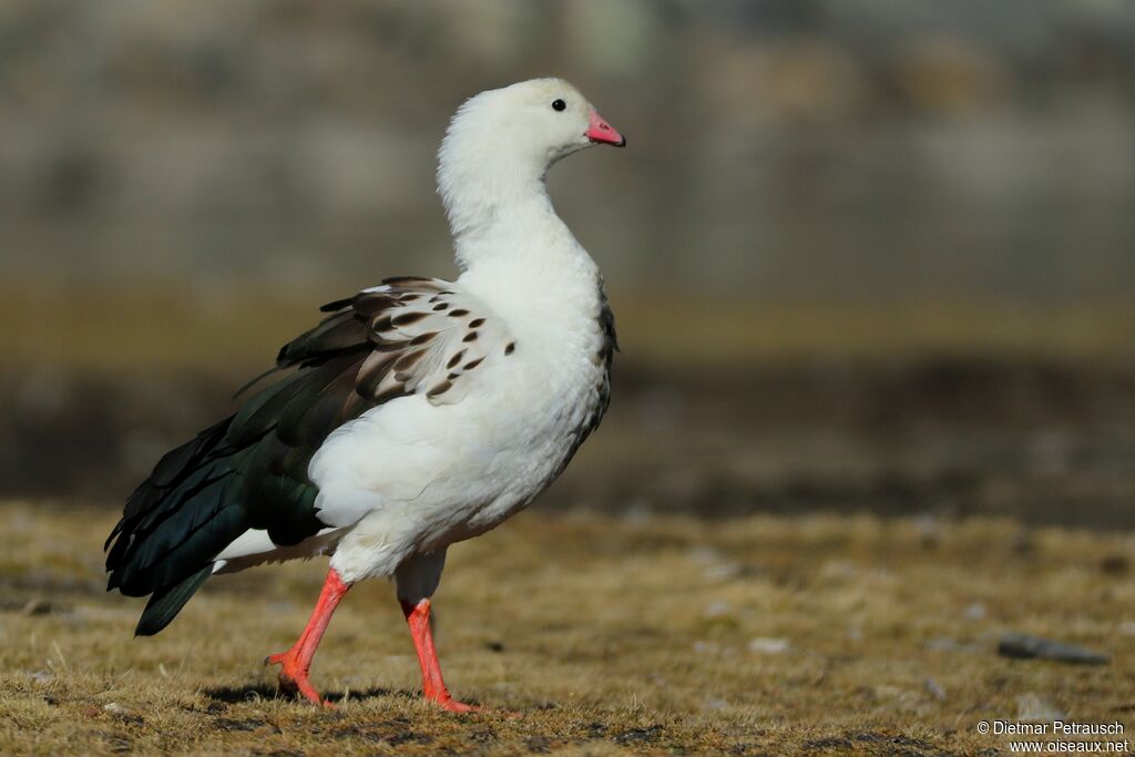 Andean Goose male adult