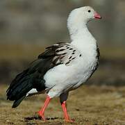 Andean Goose