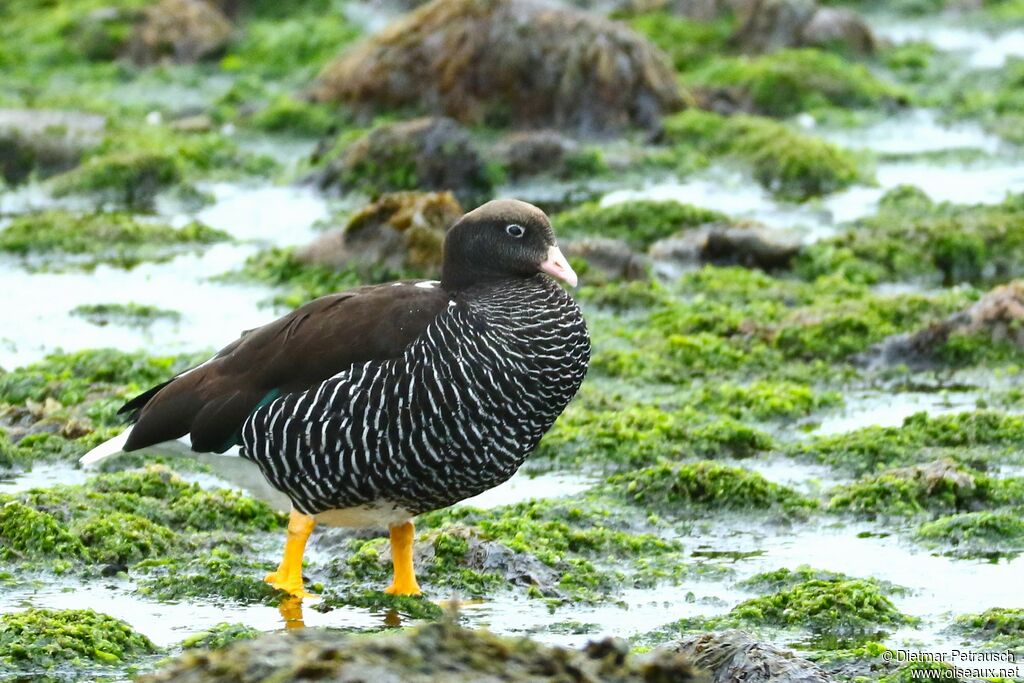 Kelp Goose female adult