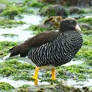 Kelp Goose