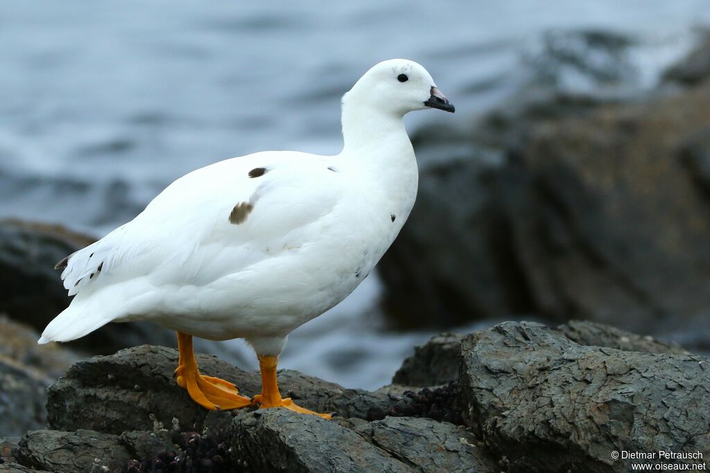 Kelp Goose male adult