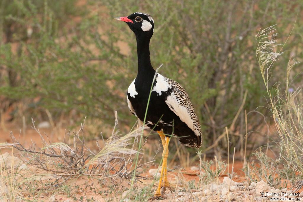 Northern Black Korhaan male adult