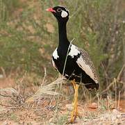 Northern Black Korhaan