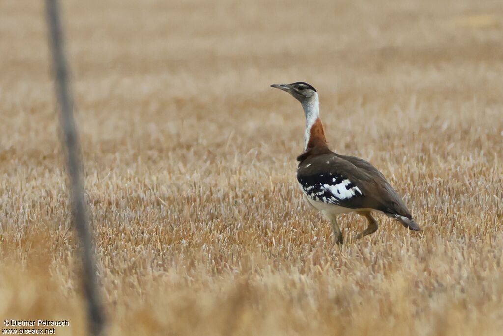 Denham's Bustard male adult