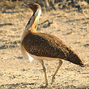 Ludwig's Bustard