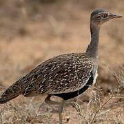 Red-crested Korhaan