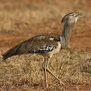 Kori Bustard