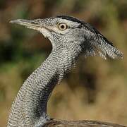 Kori Bustard