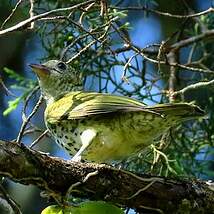 Oxyrhynque huppé Oxyruncus cristatus