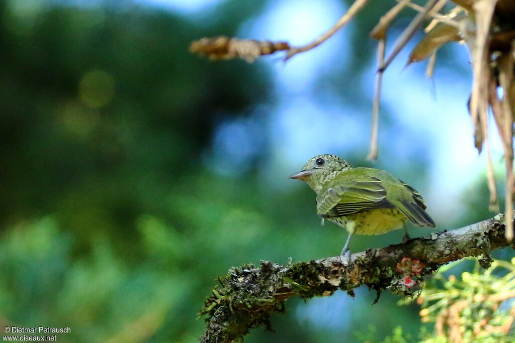 Oxyrhynque huppéadulte