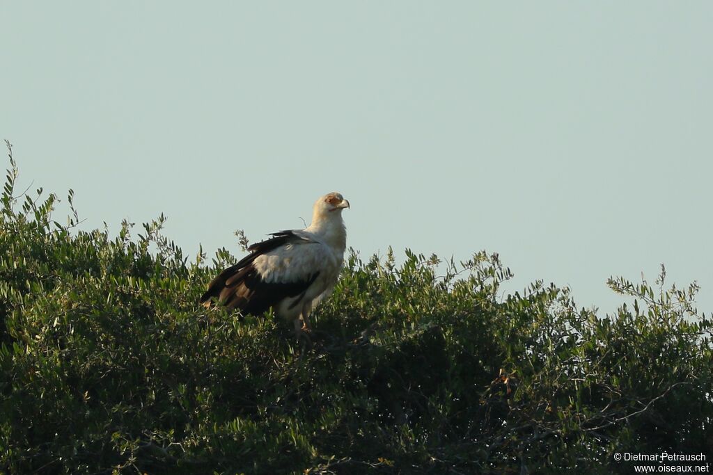 Palmiste africainadulte