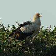 Palm-nut Vulture