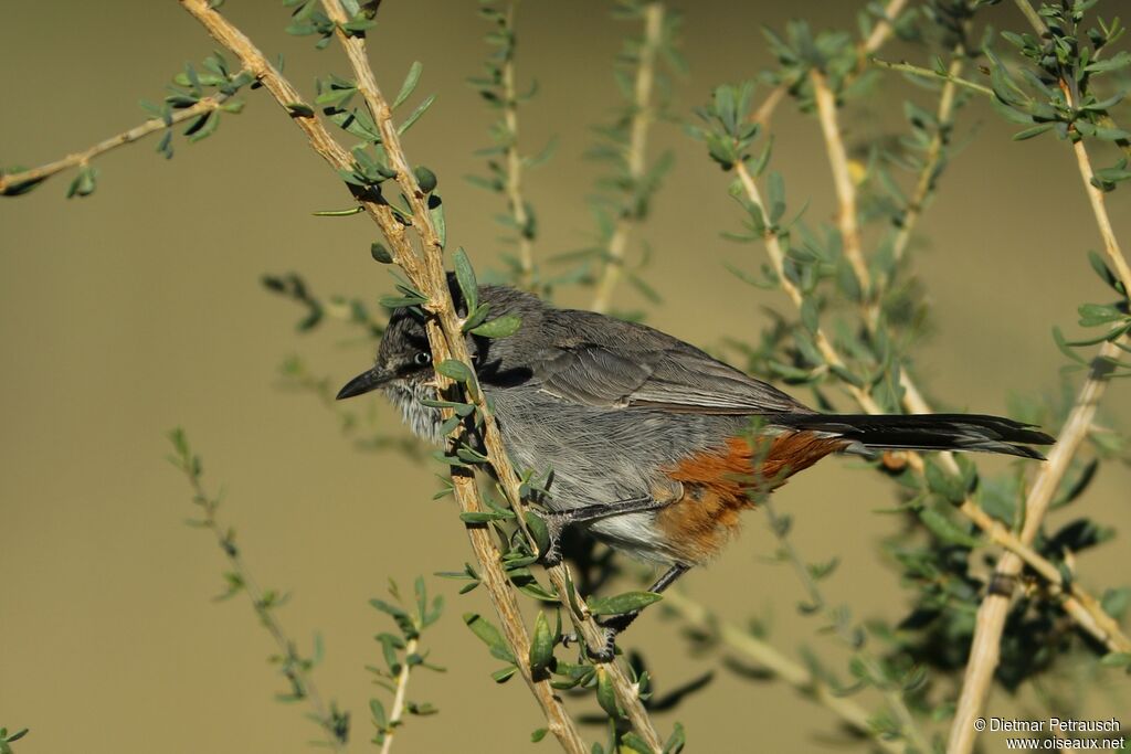 Chestnut-vented Warbleradult