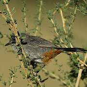 Chestnut-vented Warbler