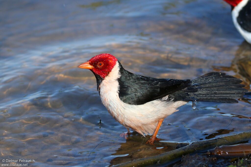 Yellow-billed Cardinaladult